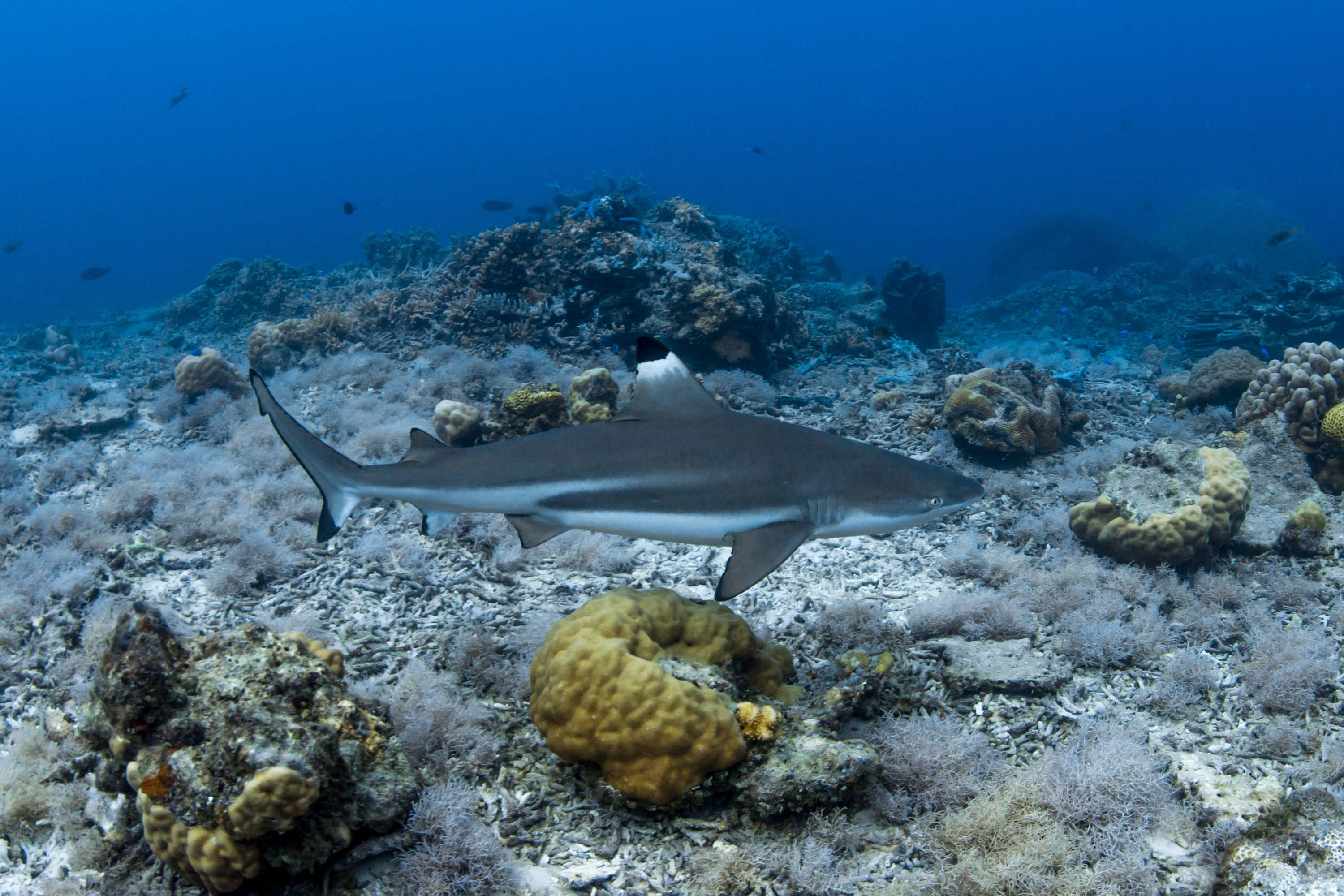black tip reef shark at Bawah Reserve Indonesia