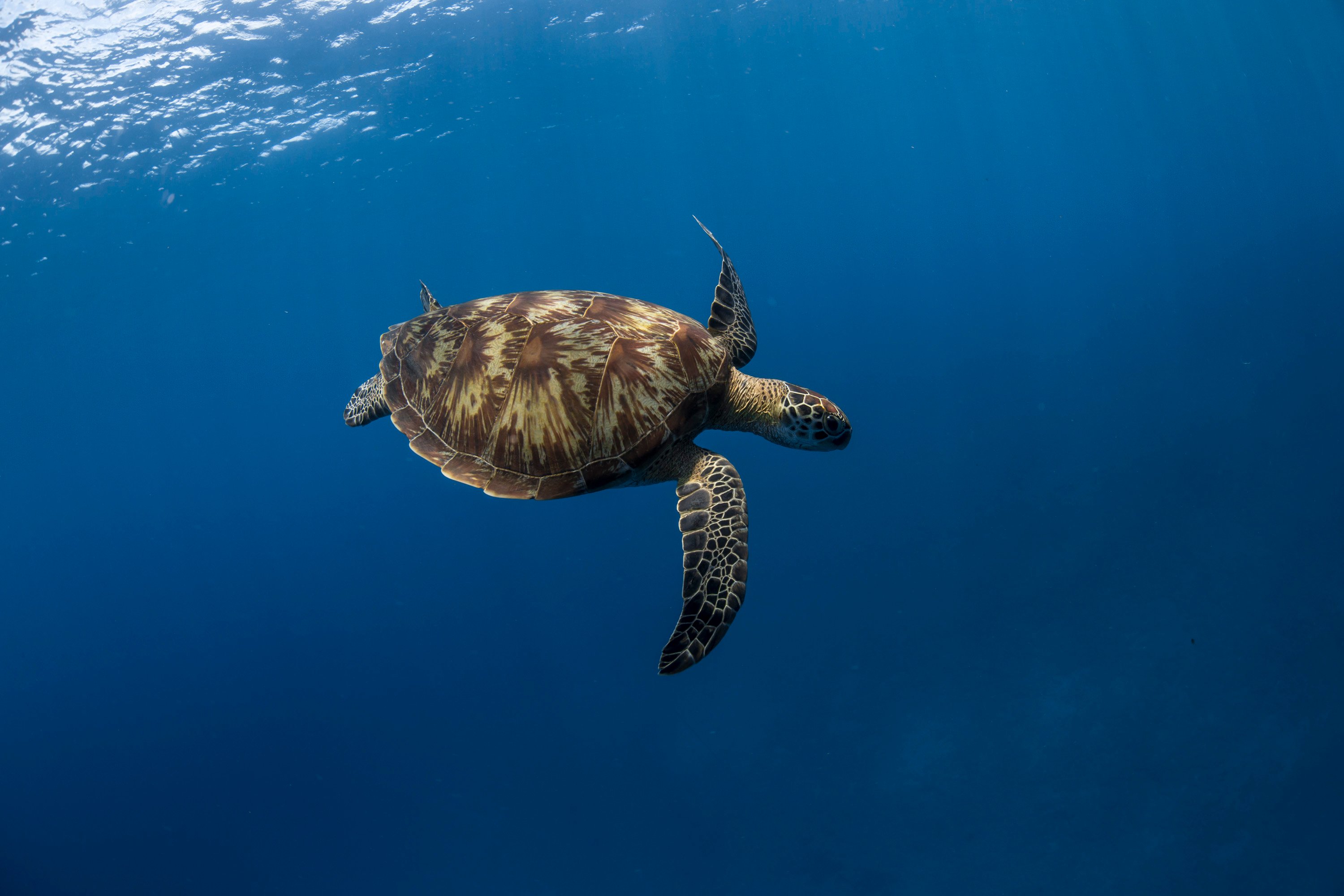 sea turtle at Bawah Reserve