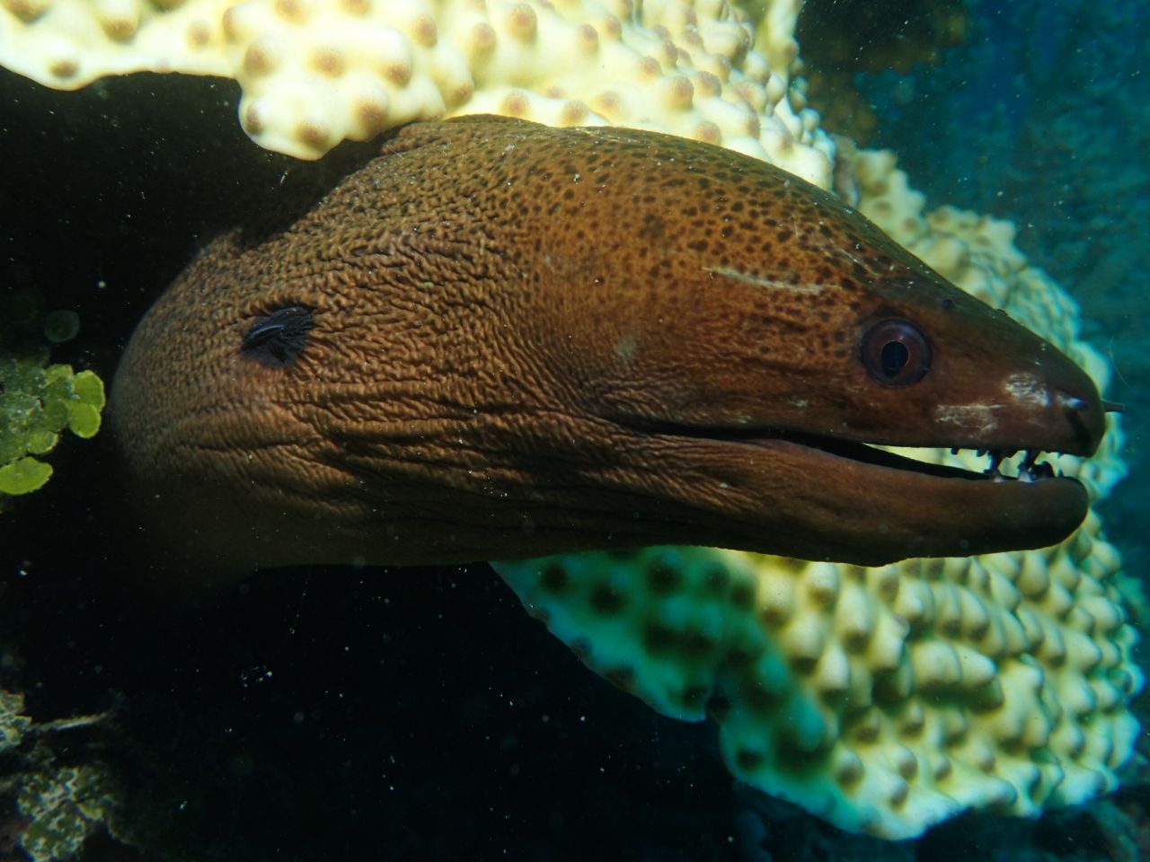 moray eel at Bawah Reserve