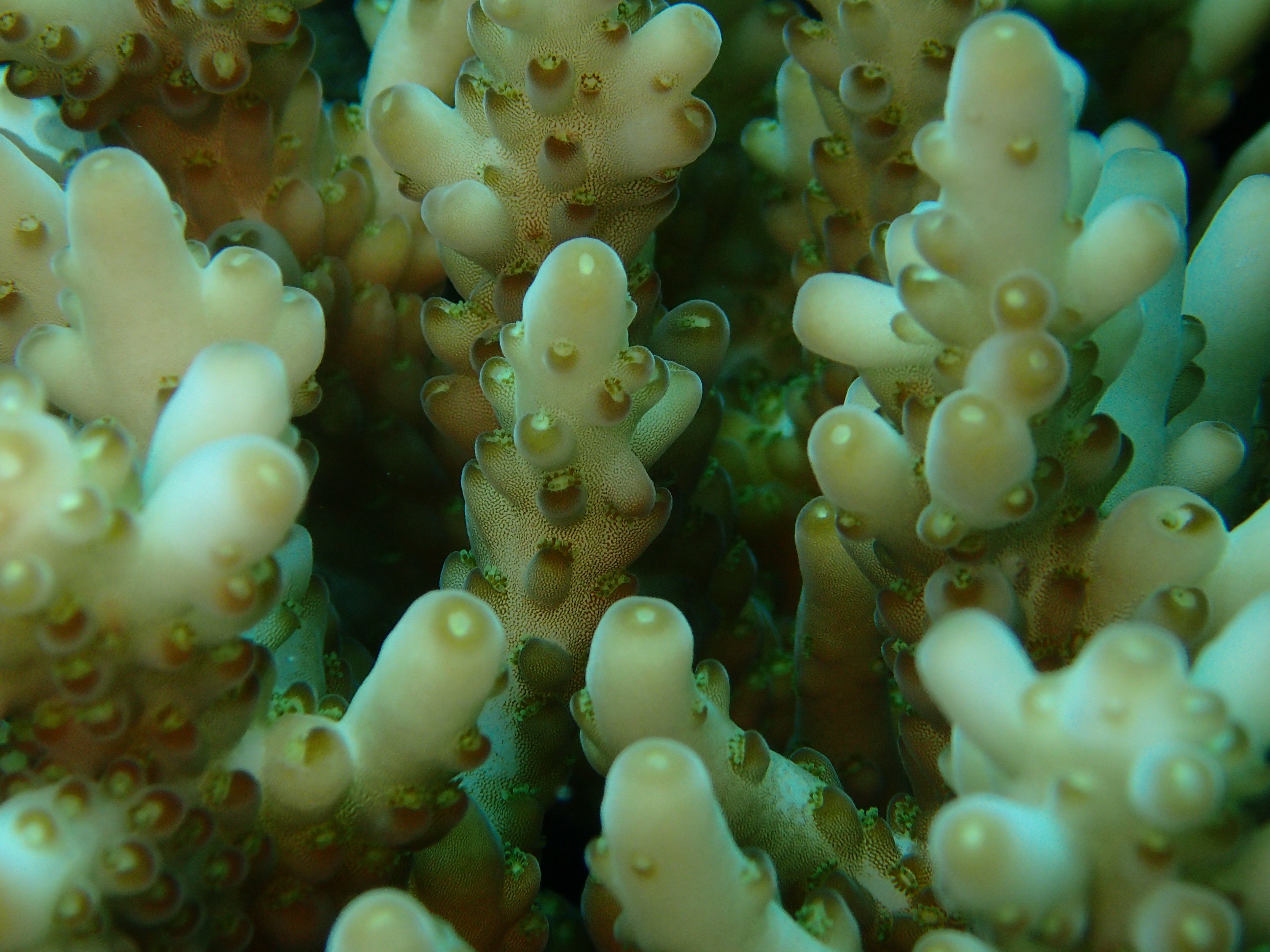 Acropora Coral at Bawah Reserve