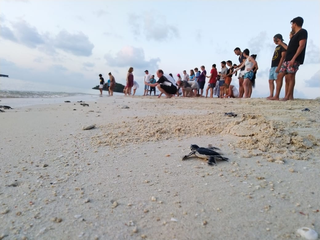 Turtle Release Bawah Anambas Foundation