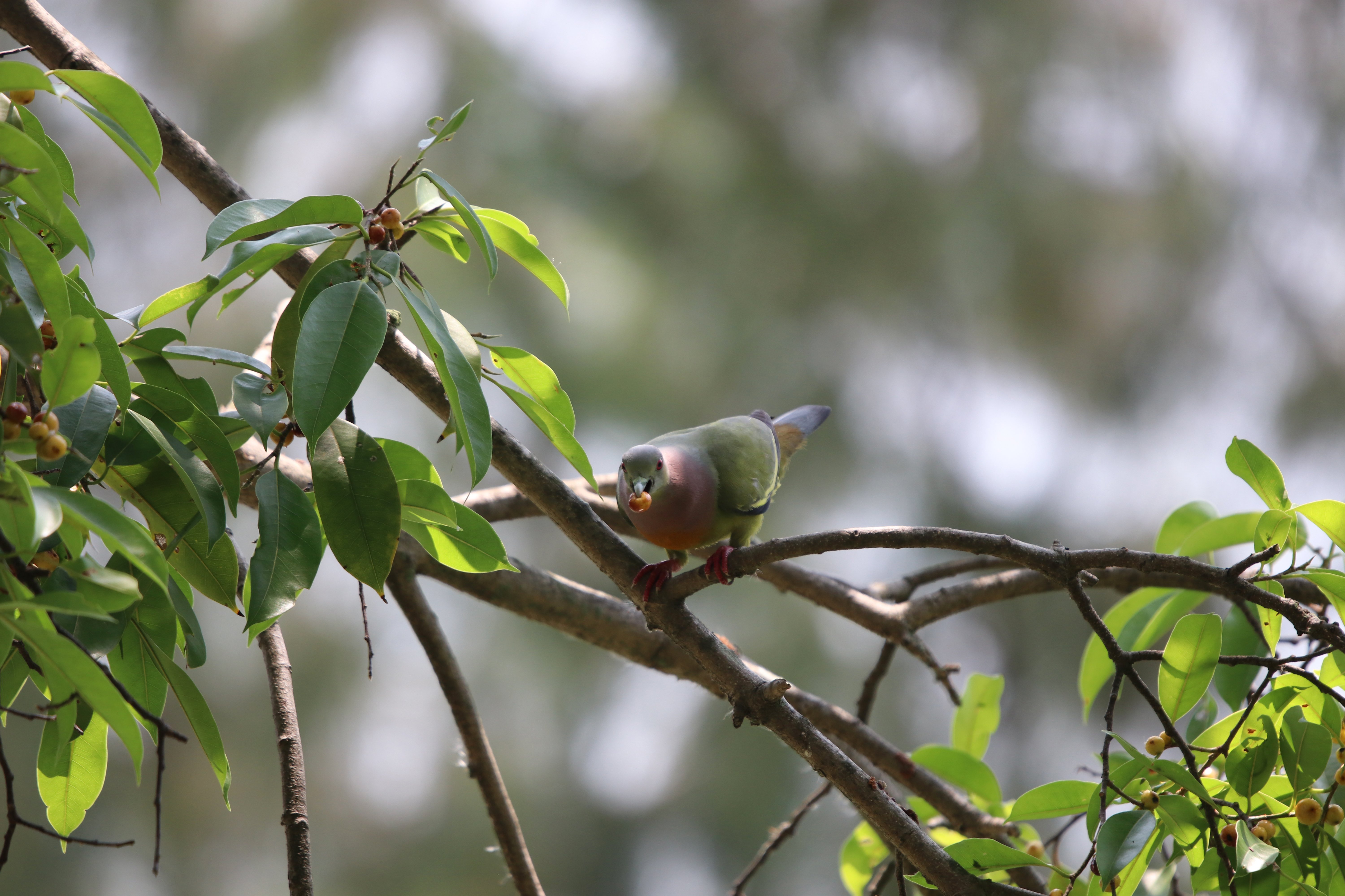 emerald-dove-colorful-bird-eating-fruit-tree-branch-forest