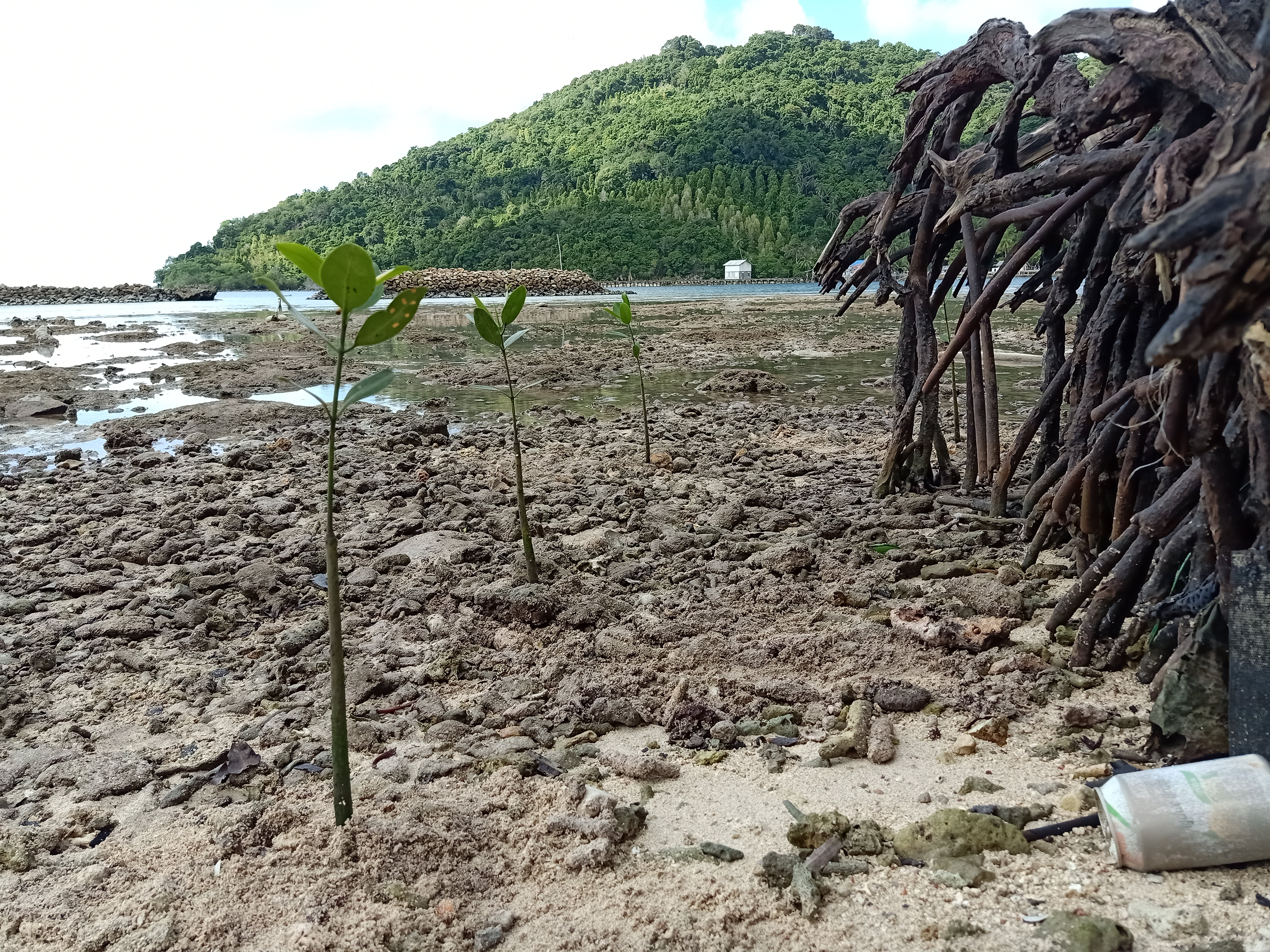 planting new mangroves Anambas Indonesia