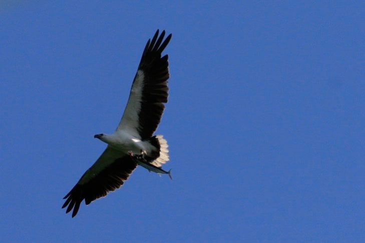 Eagle in sky with fish at Bawah Reserve, Indonesia