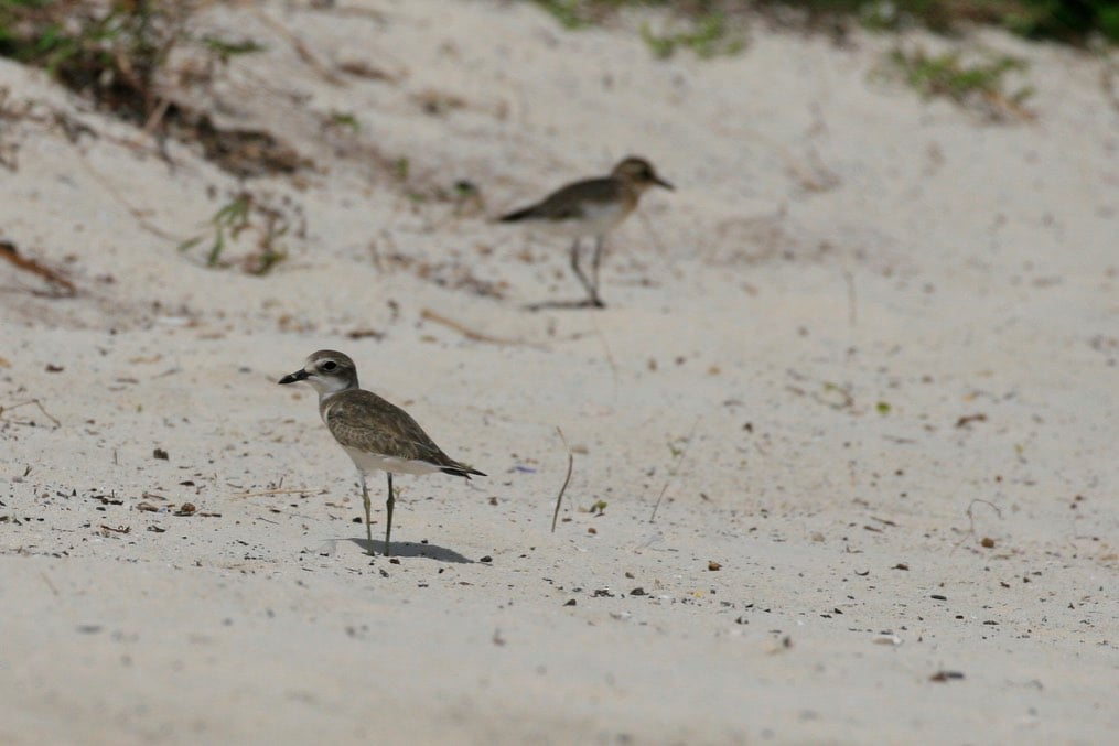 Greater Sand Plover with Mongolian Plover behind