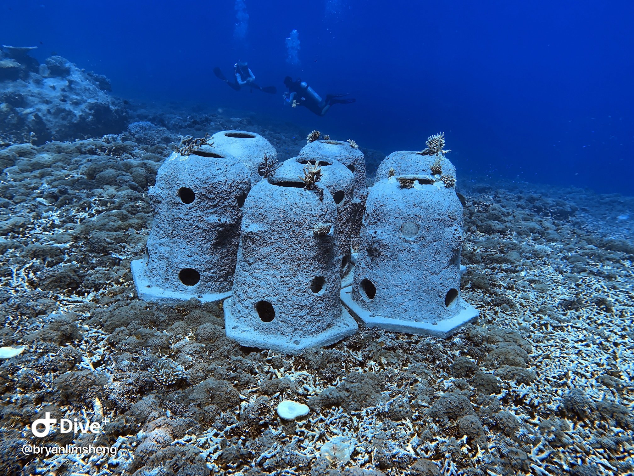 5 Things you didn't know about artificial coral reefs
