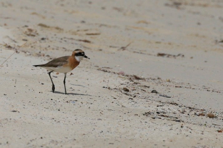 Mongolian Plovier migratory birds of Indonesia spotted at Bawah Reserve