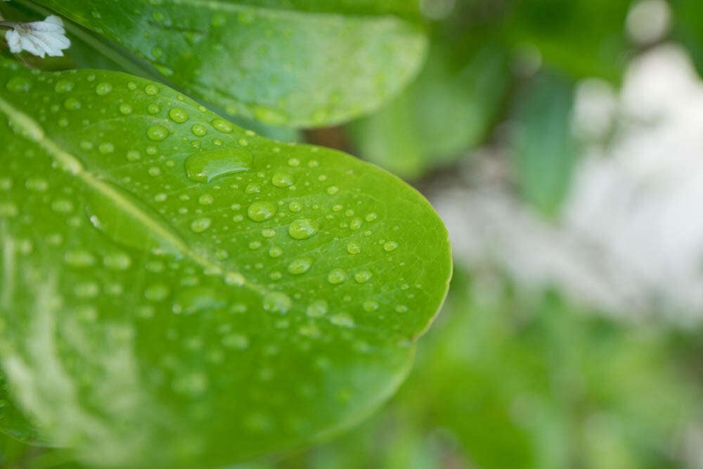 green leaf rain droplets nature