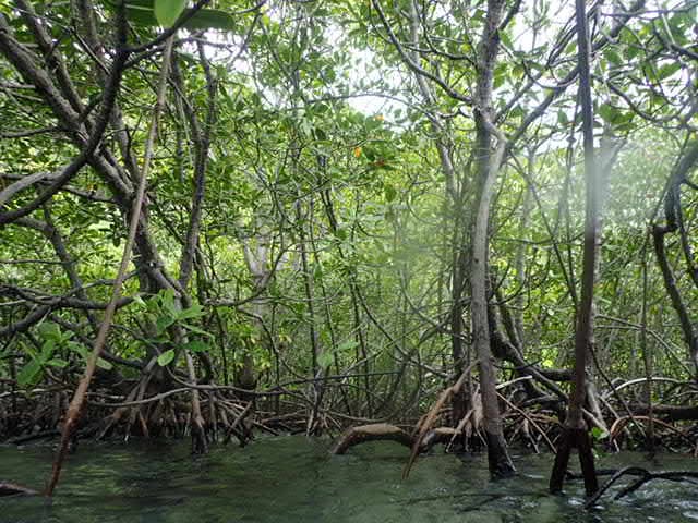 Mangrove trees at Bawah Reserve, Indonesia