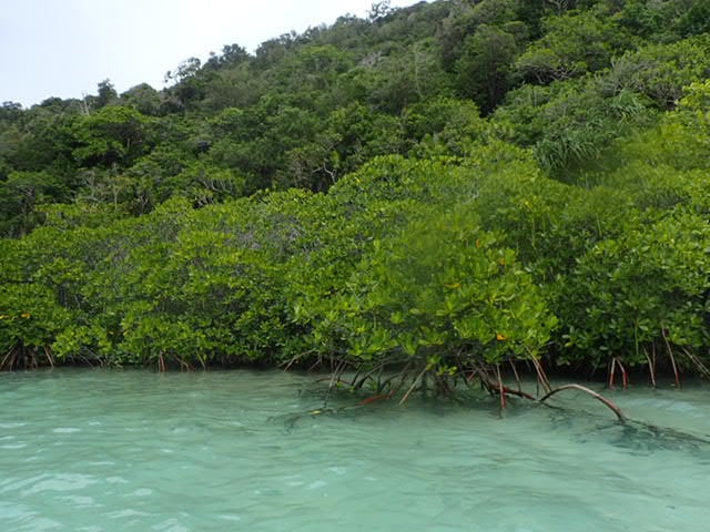 Mangroves in water at Bawah Reserve