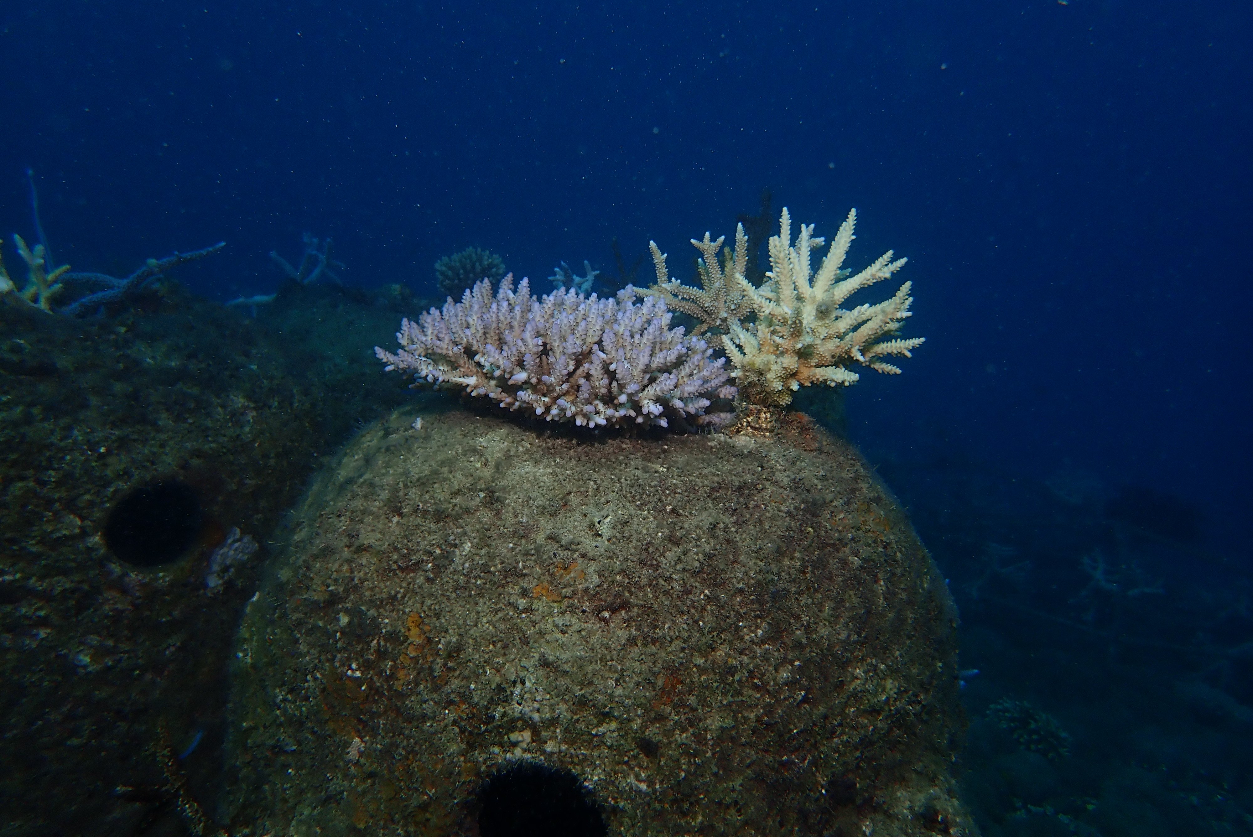 5 Things you didn't know about artificial coral reefs