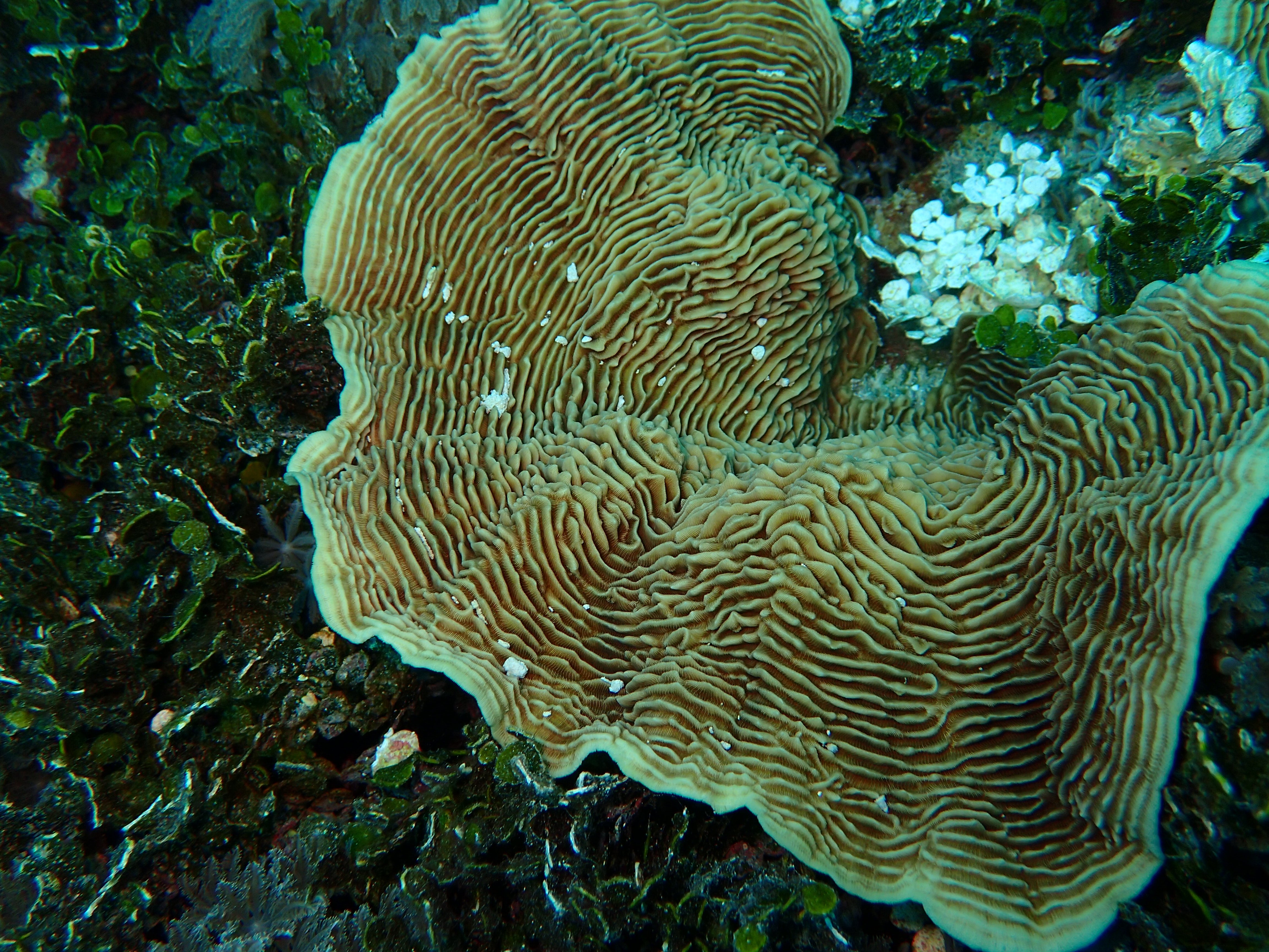 Pachyseris Coral at Bawah Reserve