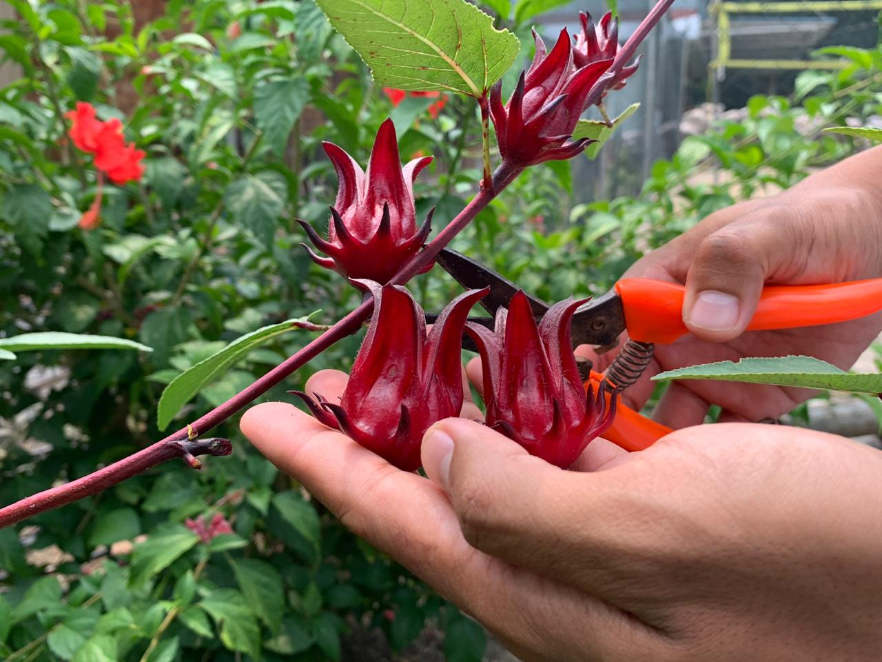 Rosella plant Permaculture Gardens 2