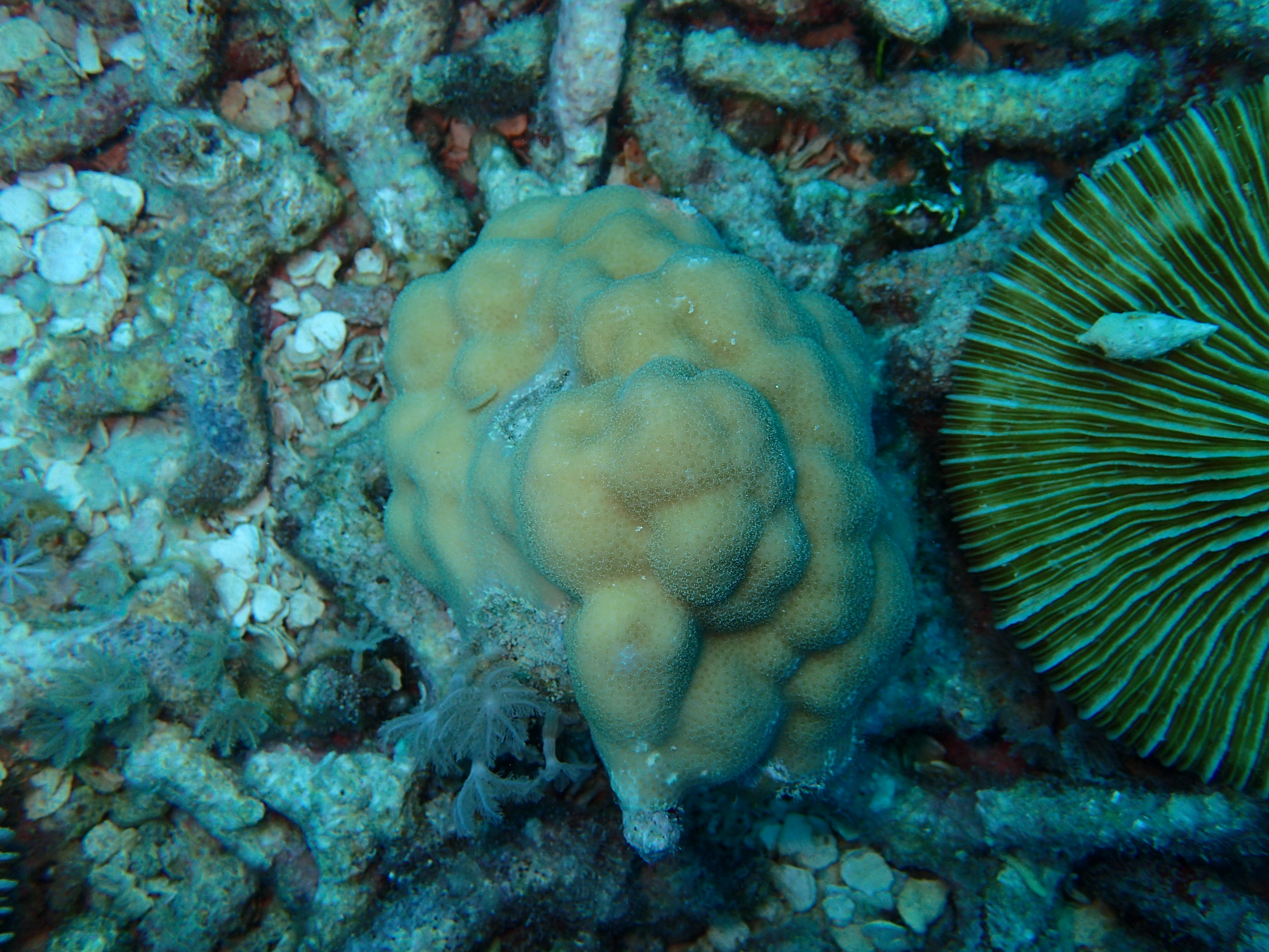 Porites coral at Bawah Reserve Indonesia