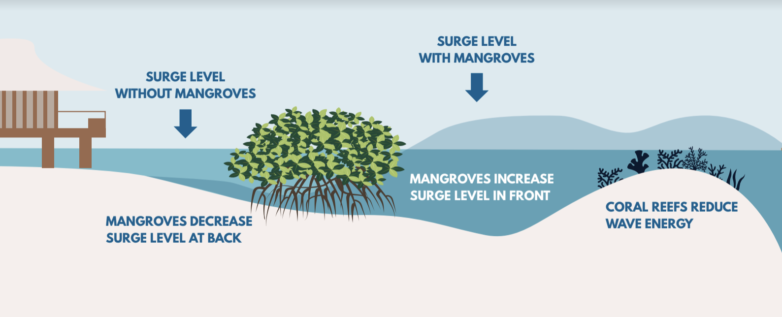 Mangrove environmental importance