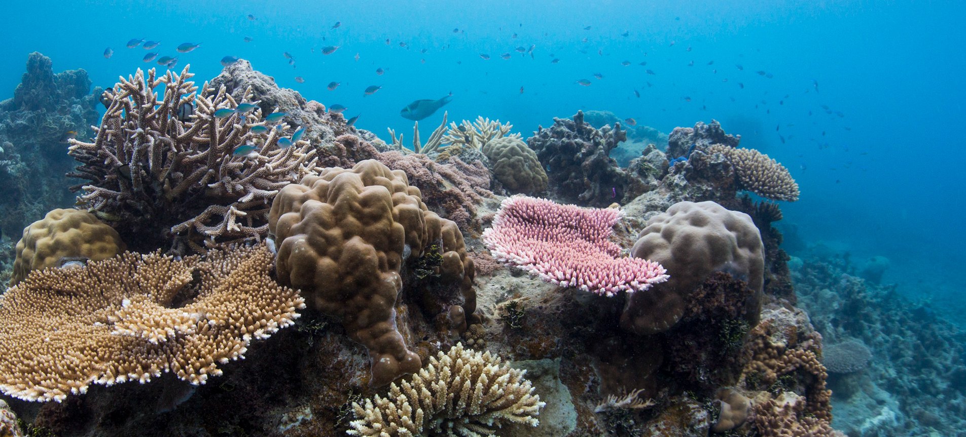 coral and fish at Bawah Reserve, Indonesia