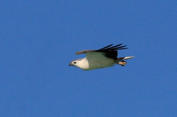 White bellied Sea Eagle resident flying  at Bawah Reserve