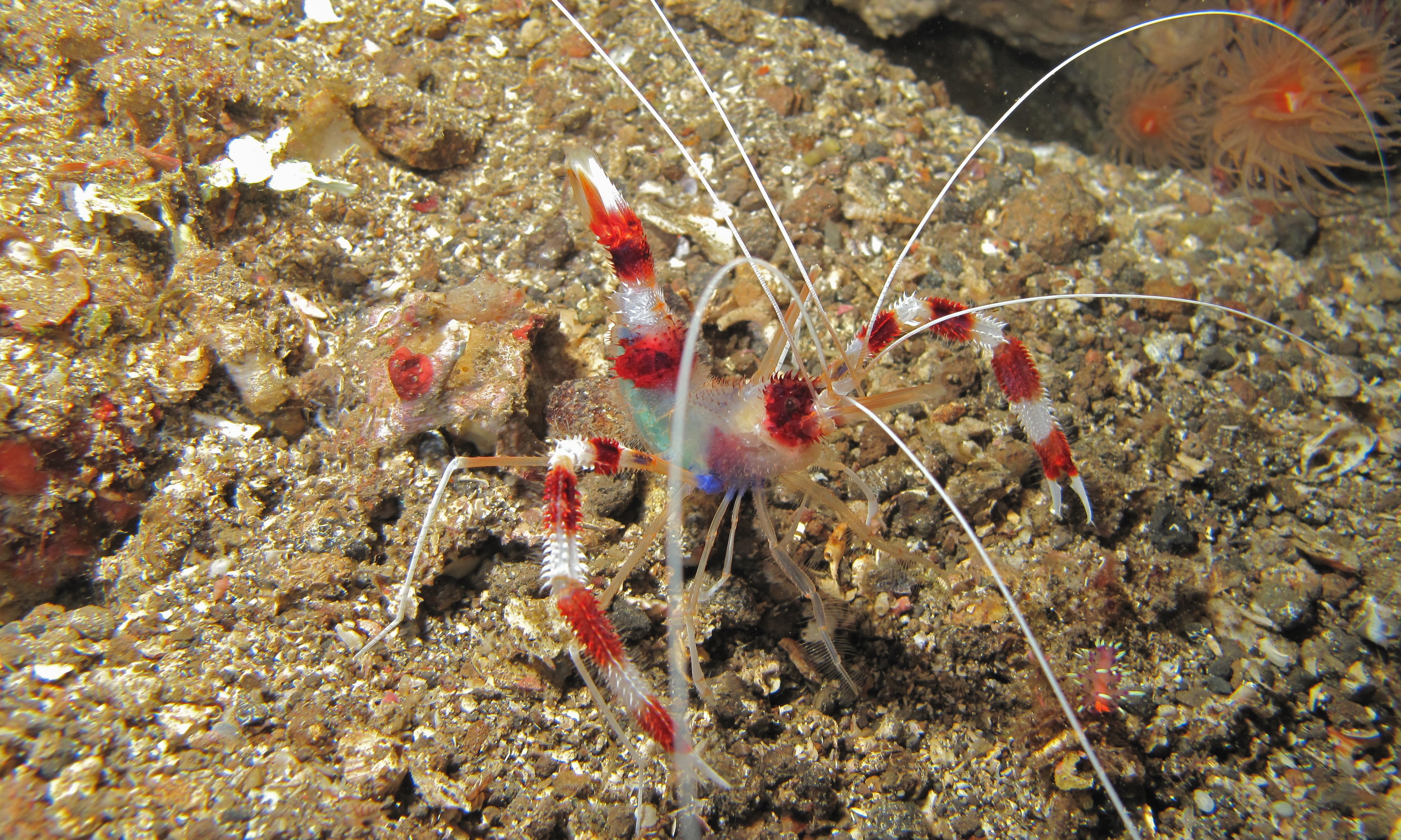 banded coral shrimp-4