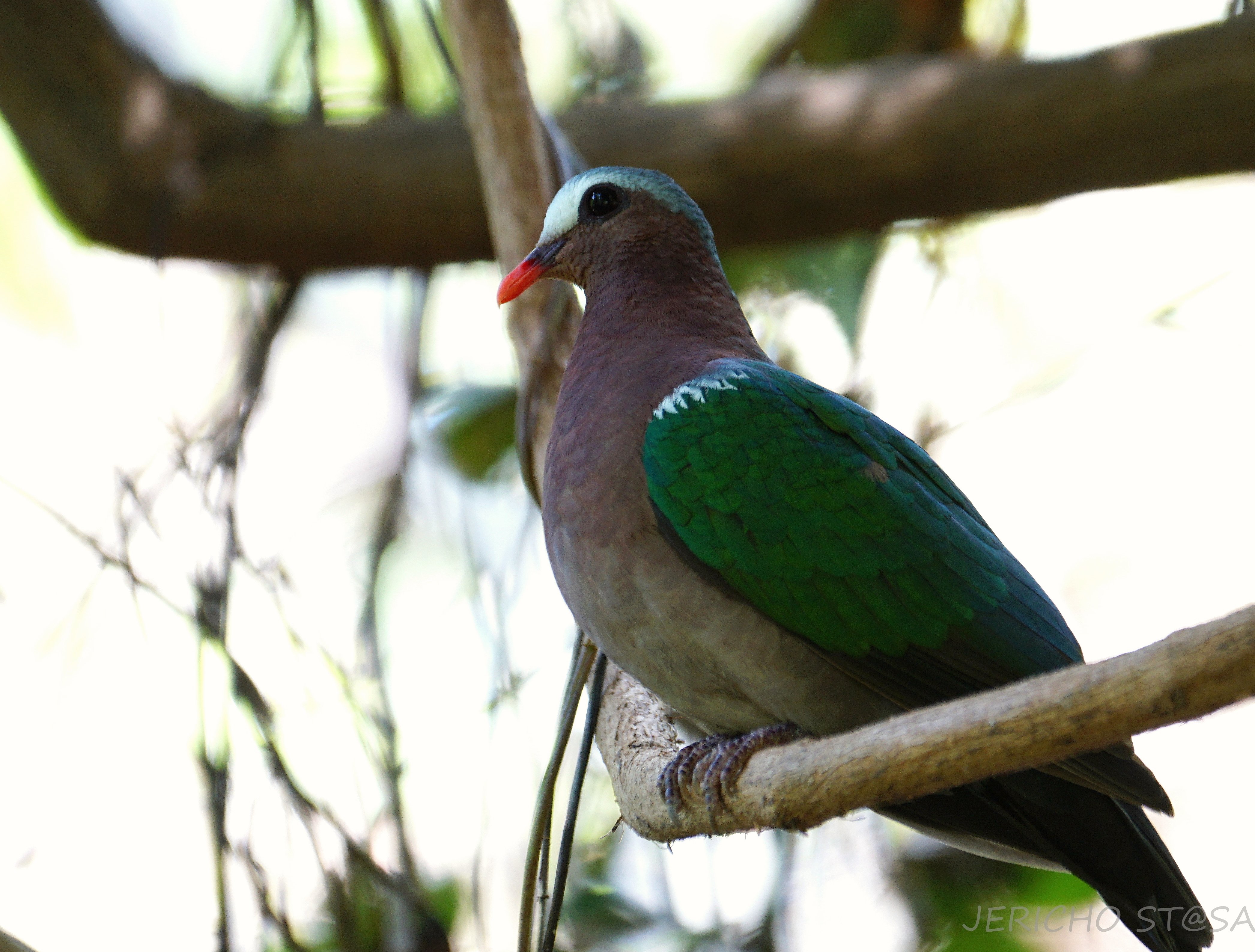 emerald-dove-3