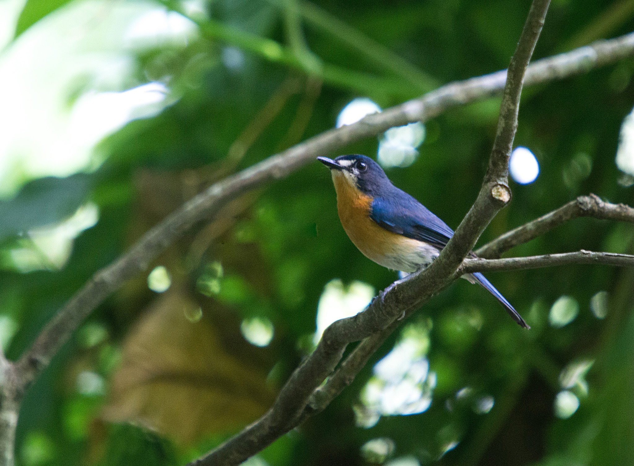 mangrove-blue-flycatcher