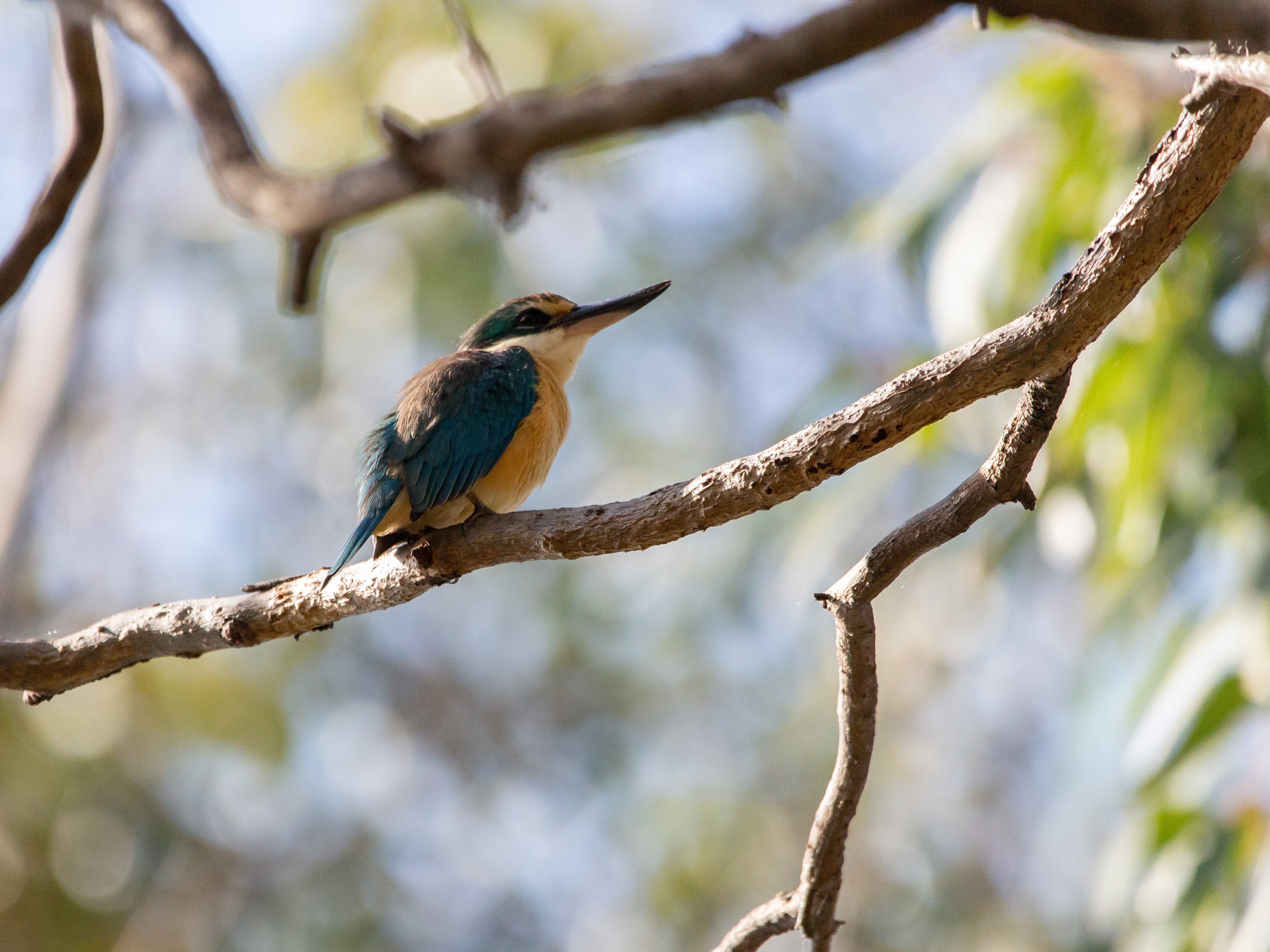 sacred-kingfisher (3)