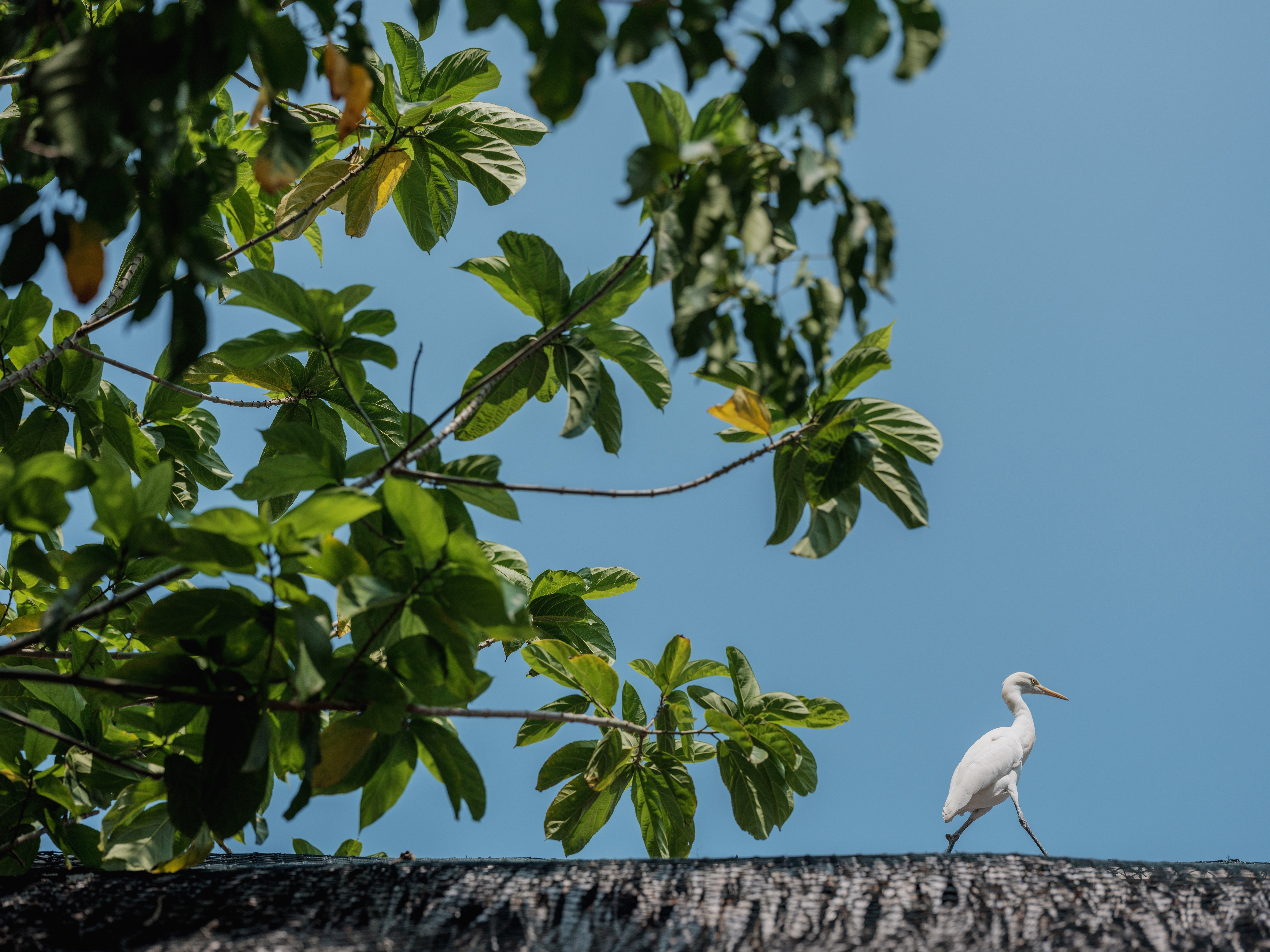 white_bird_walking_on_rooftop_beside_tree
