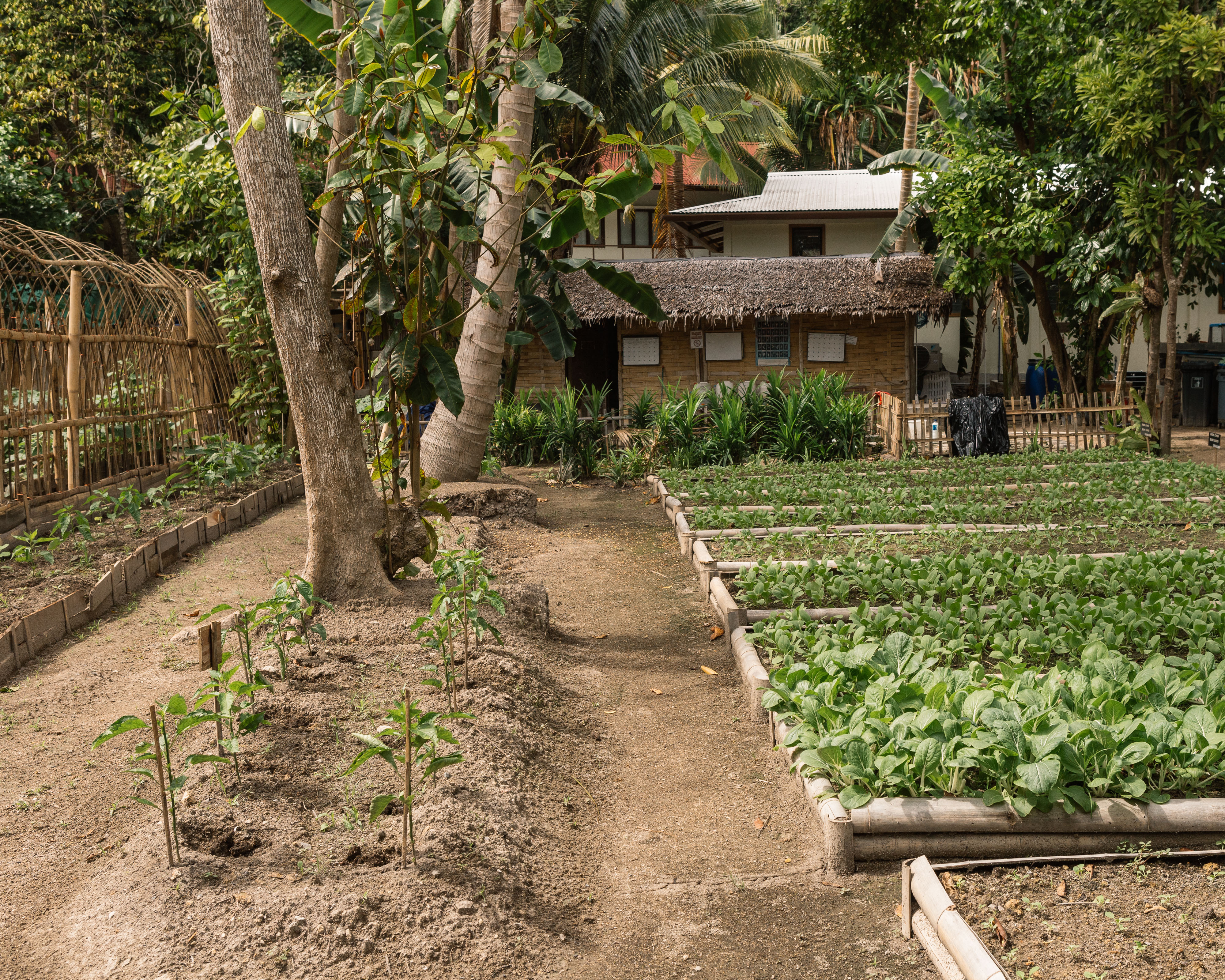 What's growing in the permaculture gardens at Bawah Reserve, Indonesia