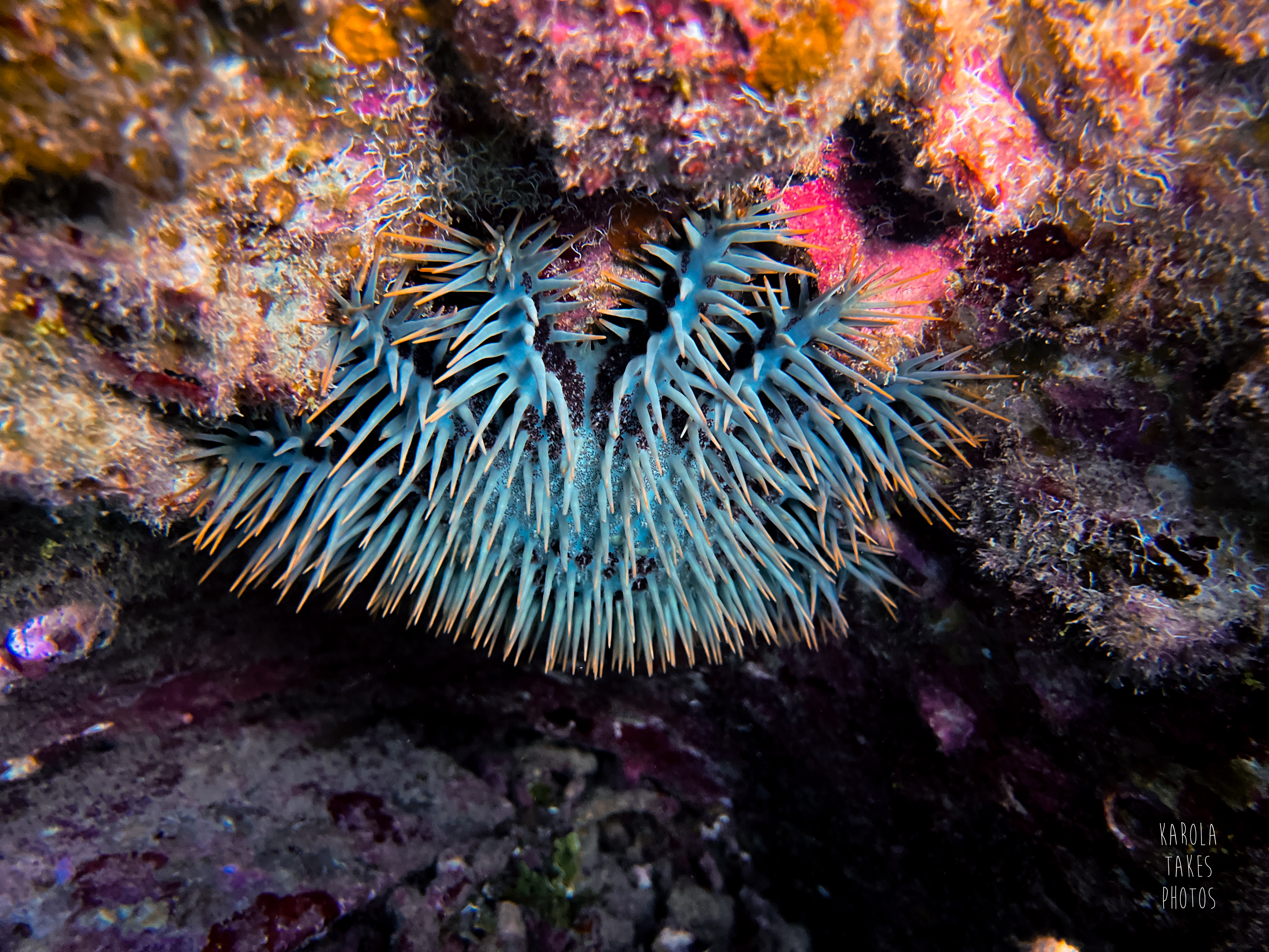 The crown of thorns starfish