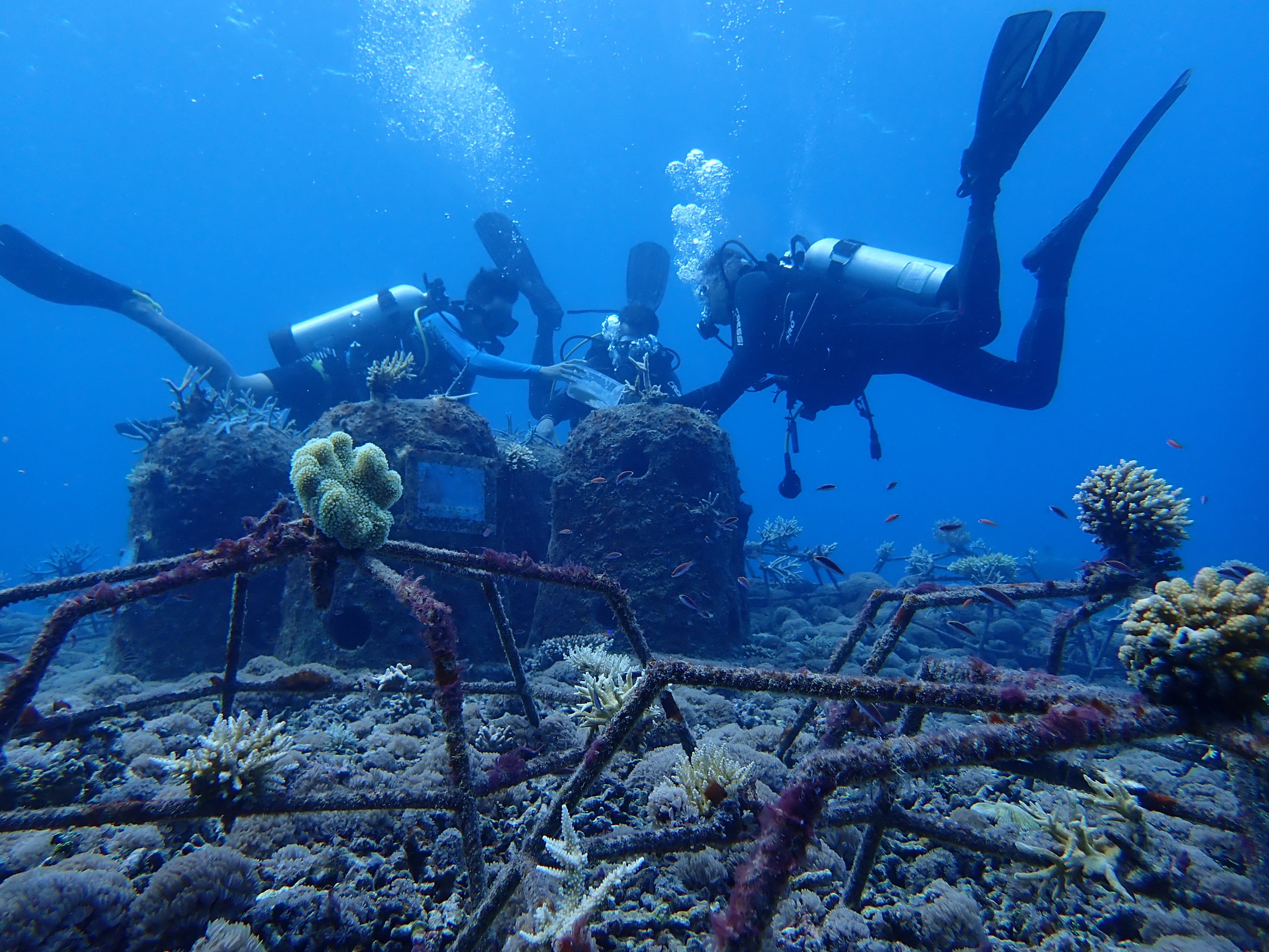 5 Things you didn't know about artificial coral reefs