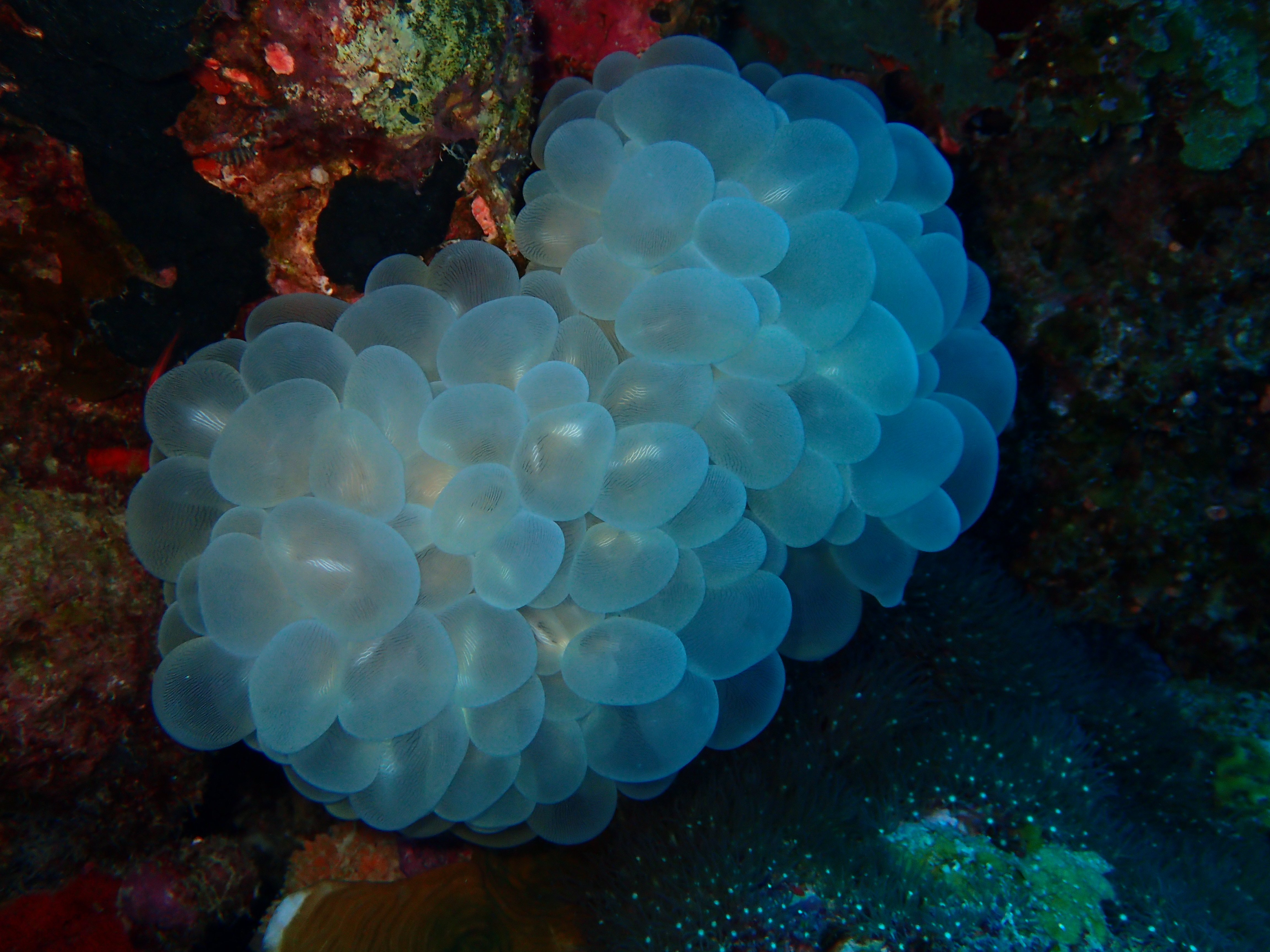 Plerogyra coral at Bawah Reserve Indonesia
