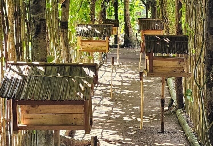 Trigona bee hives at Bawah Reserve, Indonesia