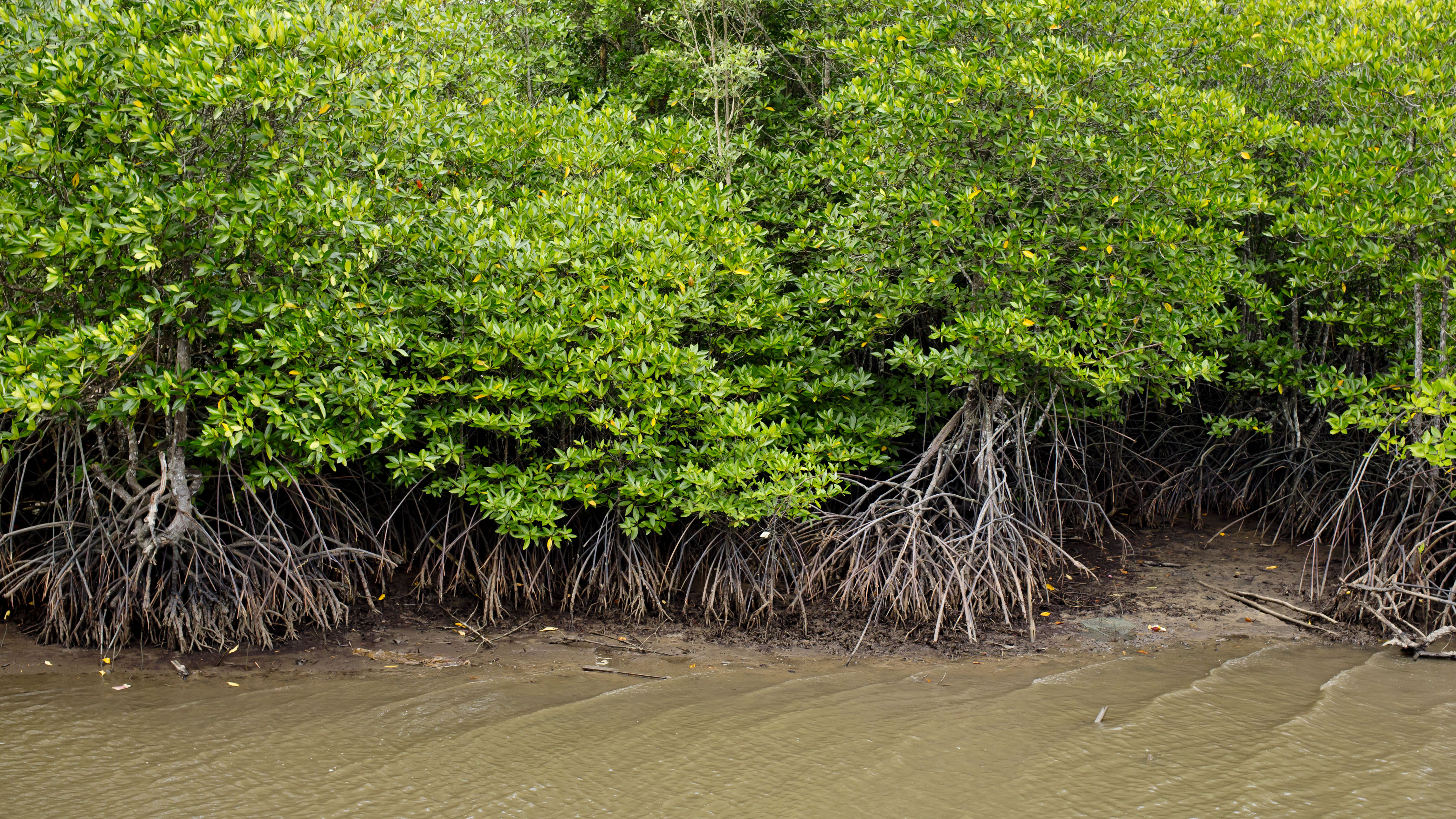 Magical Mangroves, Bawah Reserve, Indonesia