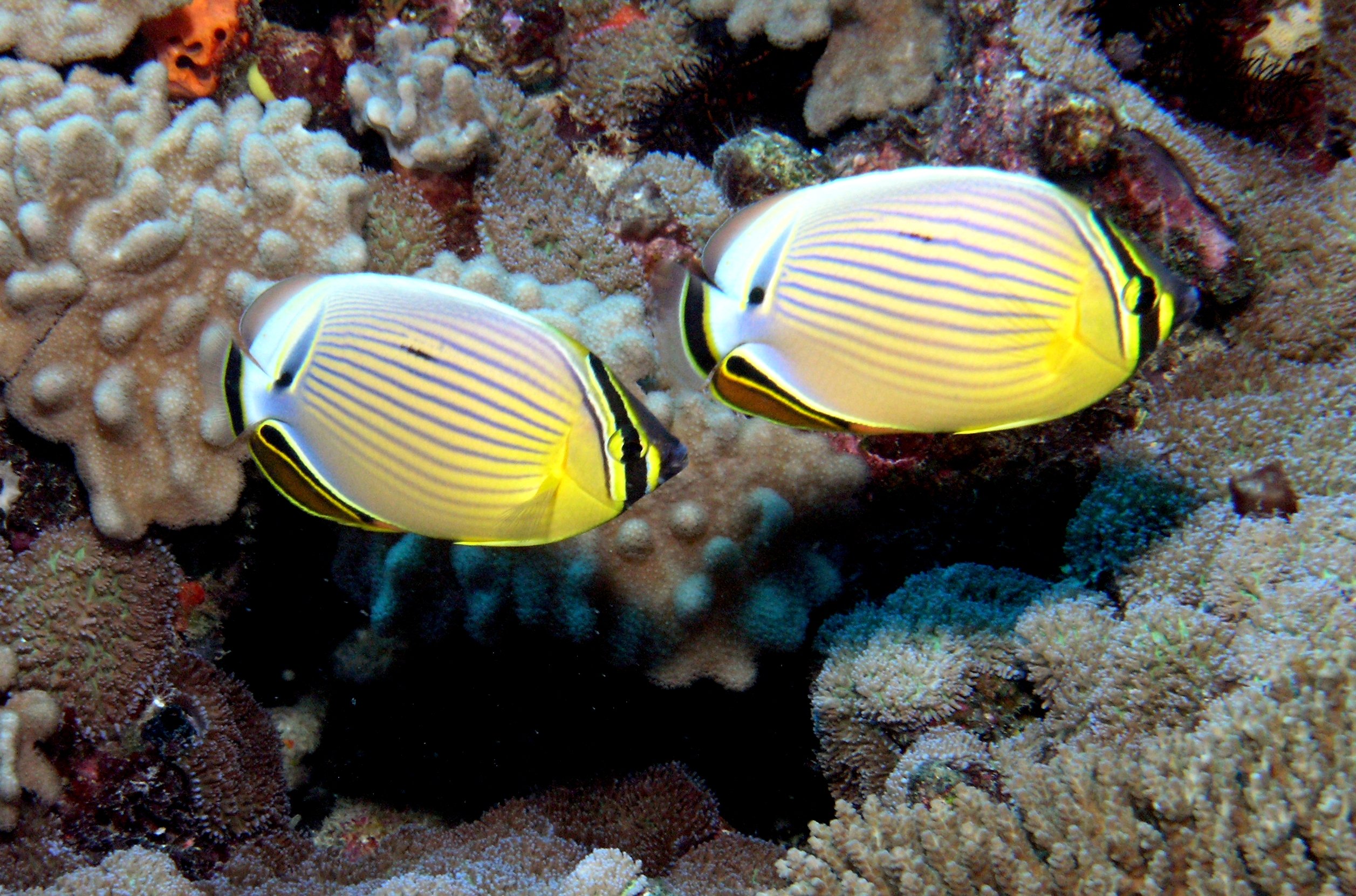Love under the sea - pair of butterfly fish at Bawah Reserve Indonesia 